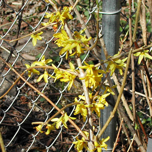 Forsythia Sunrise